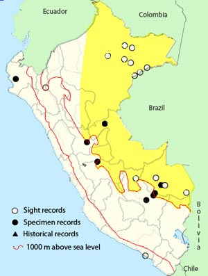yellow-billed cuckoo