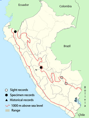 andean-potoo