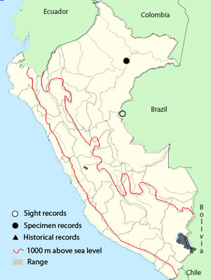 white-winged_potoo