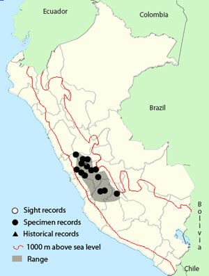 black-breasted hillstar
