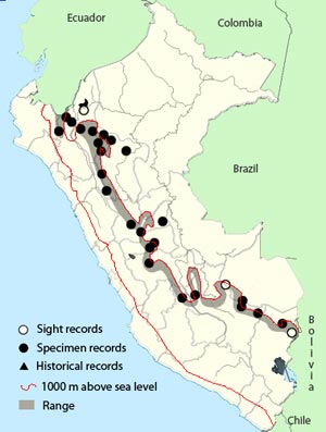 green-fronted lancebill