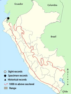 green-throated mango