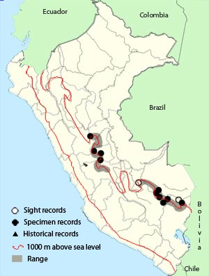 peruvian piedtail