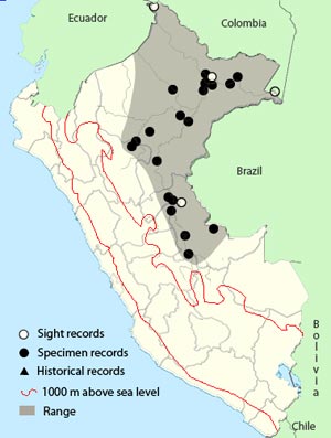 blue-chinned sapphire