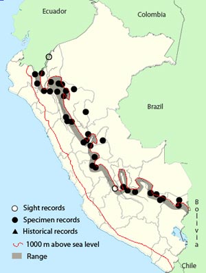 booted_racket-tail