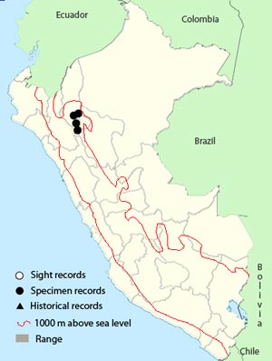 marvelous spatuletail