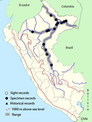 olive-spotted_hummingbird
