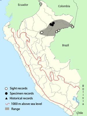 band-tailed_nighthawk
