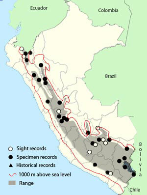 band-winged_nightjar