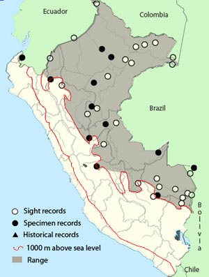 gray-rumped-swift