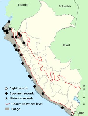 lesser-nighthawk