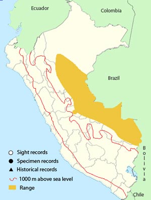 little-nightjar