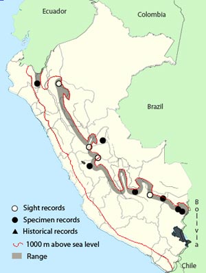 lyre-tailed_nightjar