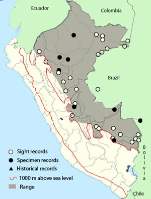 pale-rumped-swift