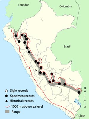 swallow-tailed_nightjar