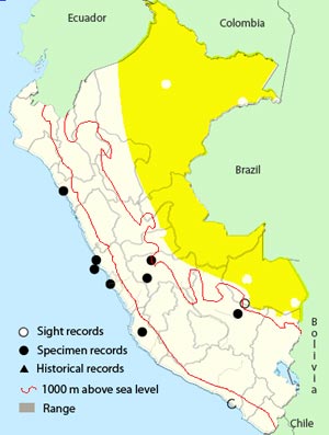 bobolink