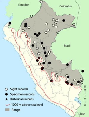 giant-cowbird