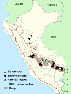 golden-bellied_warbler