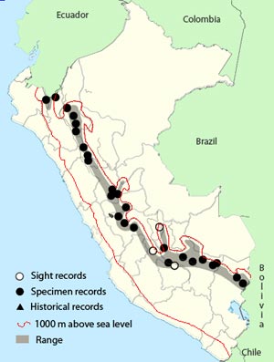 mountain_cacique