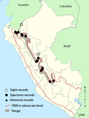 scarlet-rumped cacique