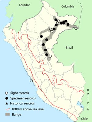 yellow-hooded_blackbird