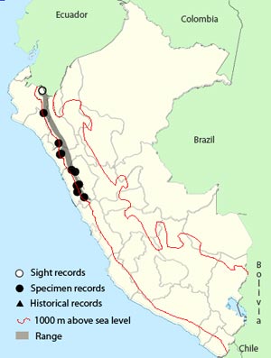 bay-crowned-brush-finch