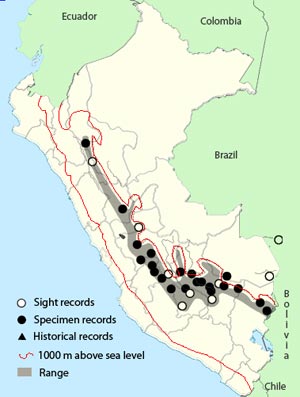 black-backed_grosbeak
