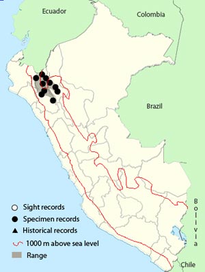 buff-bellied_tanager