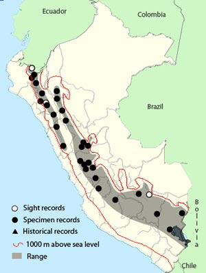 paramo_pipit
