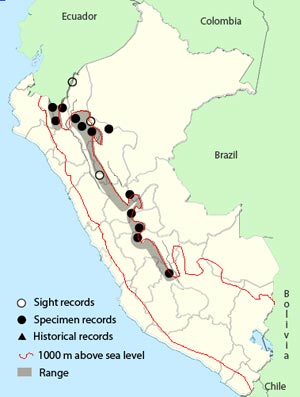 rufous-crested_tanager