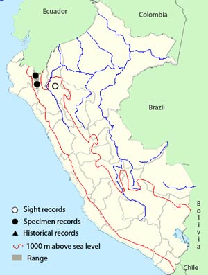 black-chested_mountain-tanager