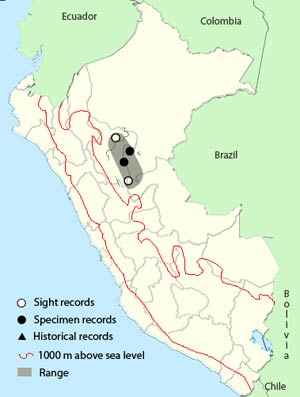dotted-tanager