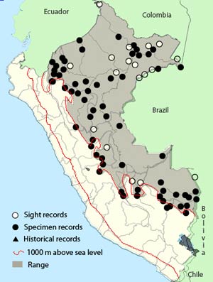 green-and-gold_tanager