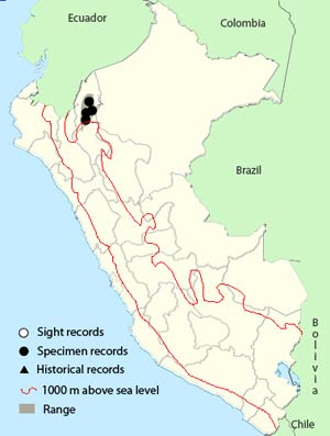 orange-throated_tanager