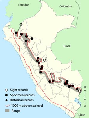 orange_eared_tanager
