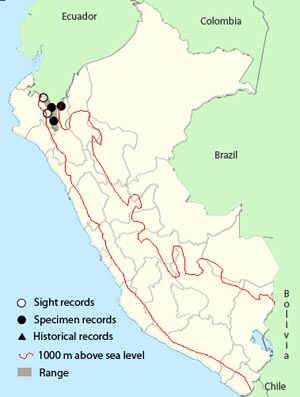 rufous-naped_nightjar