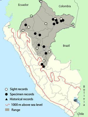 short-billed_honeycreeper