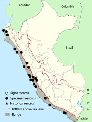 tschudi's_nightjar