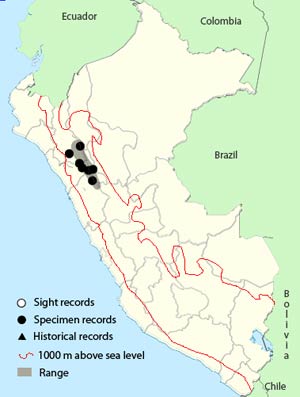 buff-bridled_inca-finch