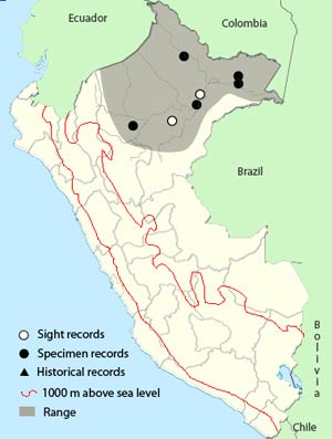 large-billed_seed-finch