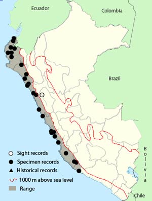 parrot-billeds_seedeater