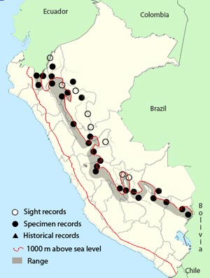 andean-cock-of-the-rock
