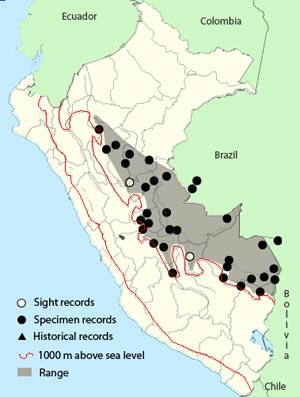 band-tailed_manakin