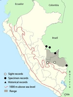 black-faced-cotinga