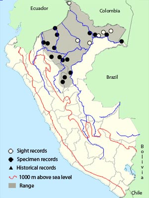 black-necked_red-cotinga
