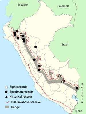 chestnut-crested_cotinga