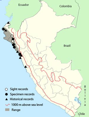 peruvian_plantcutter