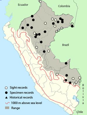 plum-throated_cotinga