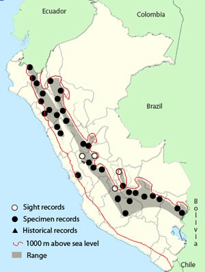 red-crested_cotinga