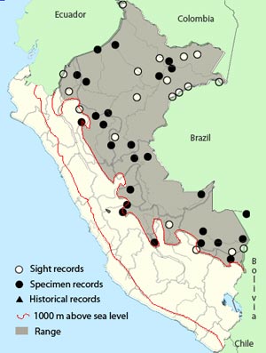wing-barred_piprites